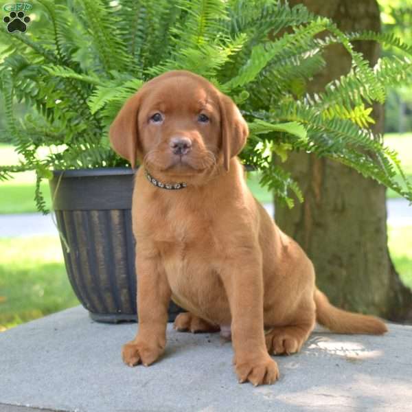 Rocky, Fox Red Labrador Retriever Puppy