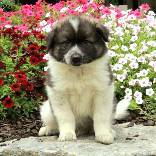 Rocky, American Eskimo Mix Puppy
