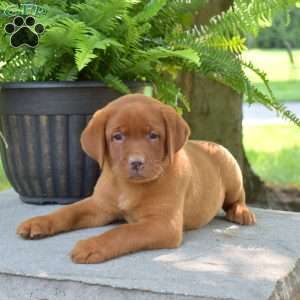 Rocky, Fox Red Labrador Retriever Puppy