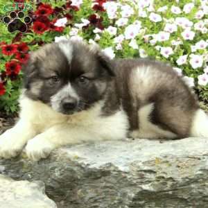 Rocky, American Eskimo Mix Puppy