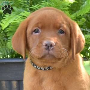 Rocky, Fox Red Labrador Retriever Puppy