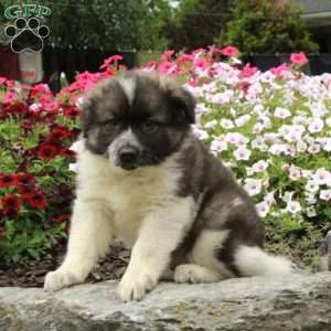 Rocky, American Eskimo Mix Puppy