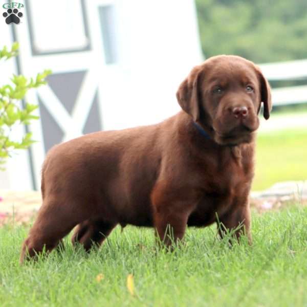 Rocky, Chocolate Labrador Retriever Puppy