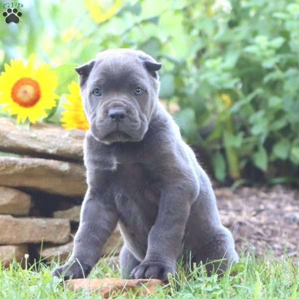 Rocky, Cane Corso Puppy