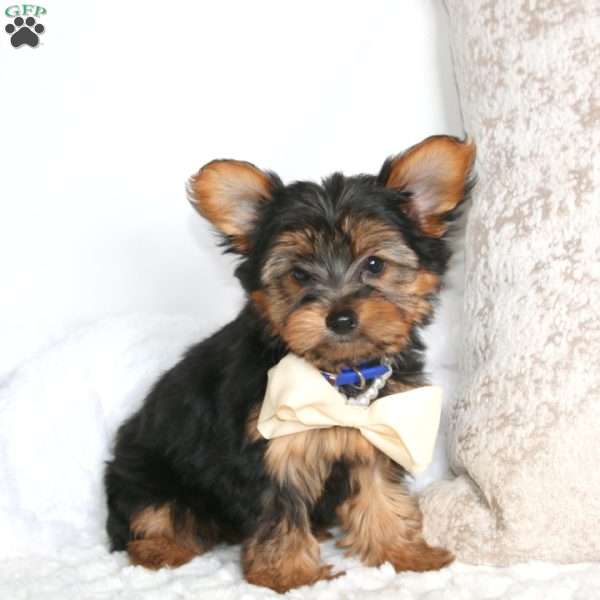 Roger, Yorkie Puppy