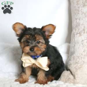 Roger, Yorkie Puppy