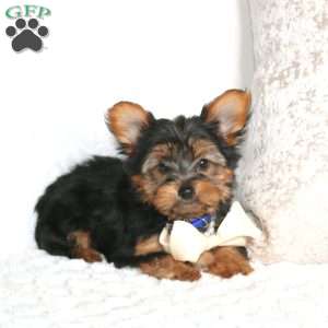 Roger, Yorkie Puppy