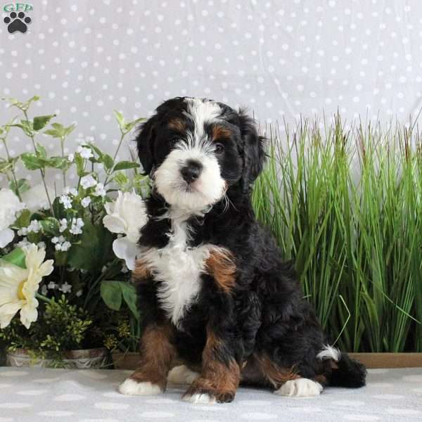 Roma, Mini Bernedoodle Puppy