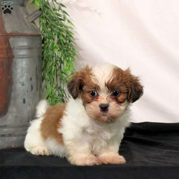 Romeo, Shih Tzu Puppy