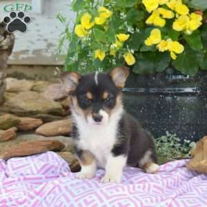 Romeo, Pembroke Welsh Corgi Puppy