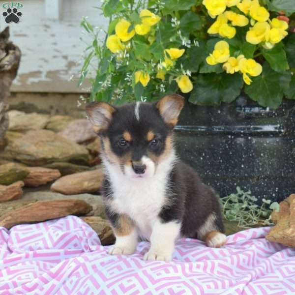 Romeo, Pembroke Welsh Corgi Puppy