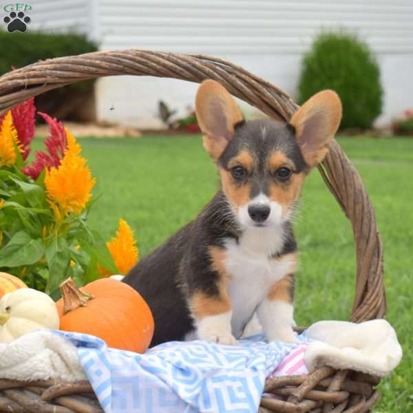 Romeo, Pembroke Welsh Corgi Puppy
