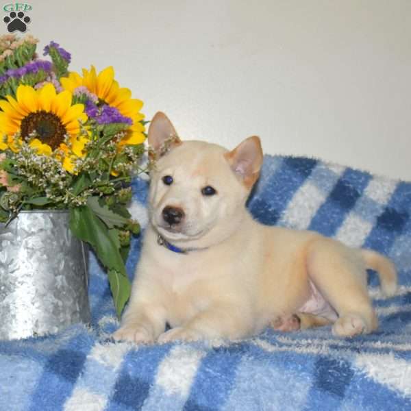 Romeo, Shiba Inu Puppy