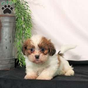 Romeo, Shih Tzu Puppy