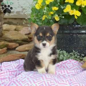 Romeo, Pembroke Welsh Corgi Puppy