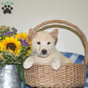Romeo, Shiba Inu Puppy