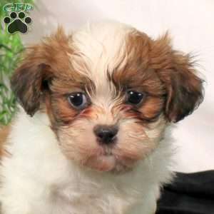 Romeo, Shih Tzu Puppy