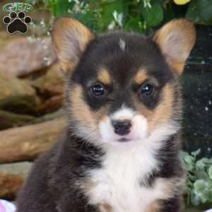 Romeo, Pembroke Welsh Corgi Puppy