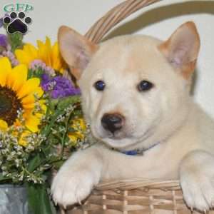 Romeo, Shiba Inu Puppy