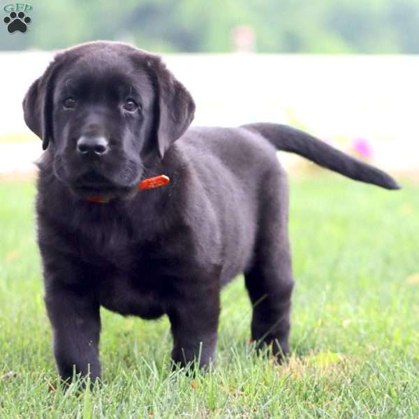 Romeo, Black Labrador Retriever Puppy