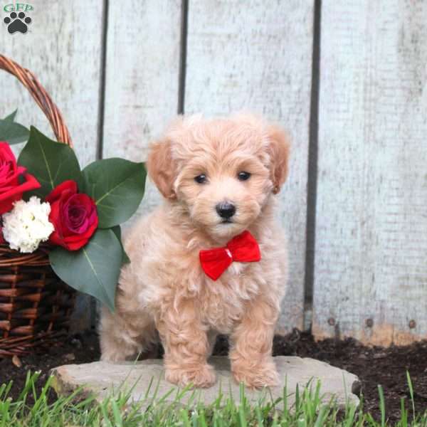Ronald, Maltipoo Puppy