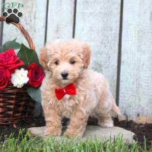 Ronald, Maltipoo Puppy