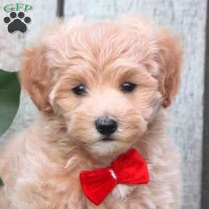 Ronald, Maltipoo Puppy