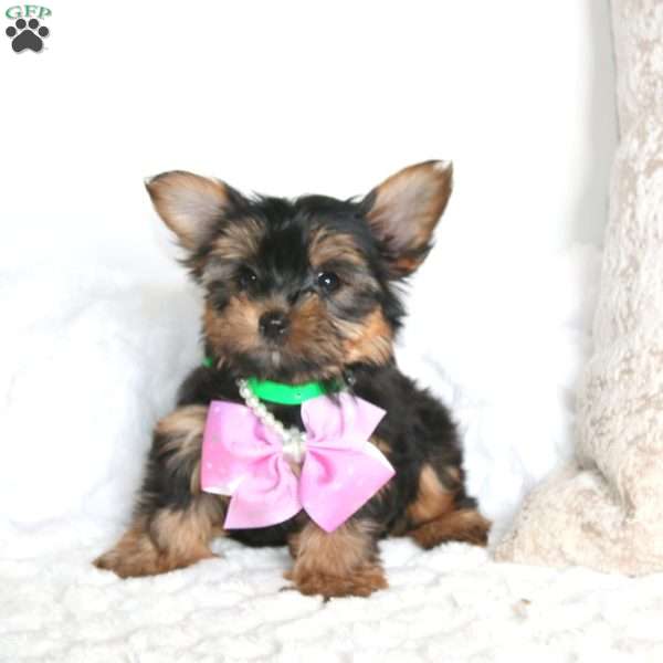 Ronica, Yorkie Puppy