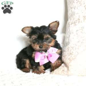 Ronica, Yorkie Puppy