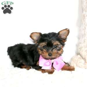 Ronica, Yorkie Puppy