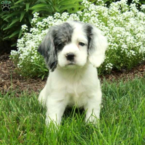 Rory, Cocker Spaniel Puppy