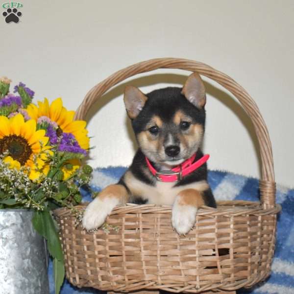 Rory, Shiba Inu Puppy