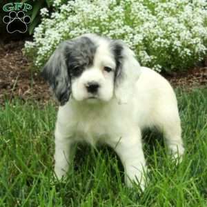 Rory, Cocker Spaniel Puppy