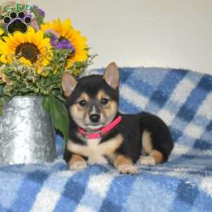 Rory, Shiba Inu Puppy