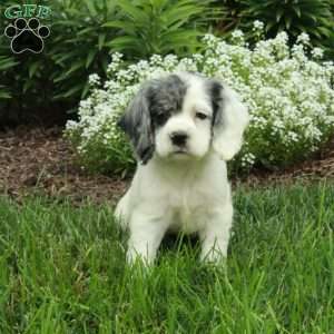Rory, Cocker Spaniel Puppy