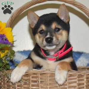 Rory, Shiba Inu Puppy
