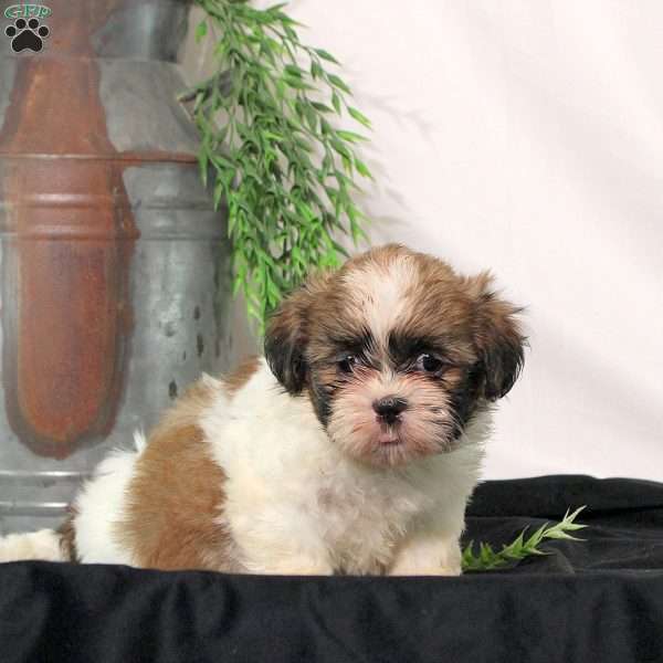 Rosa, Shih Tzu Puppy