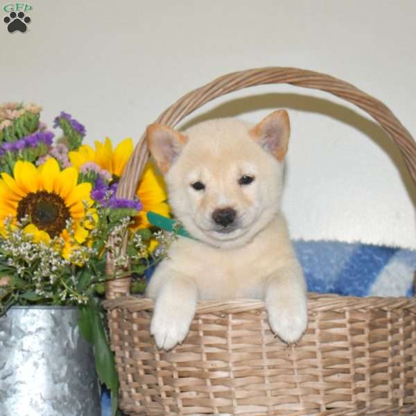 Rosa, Shiba Inu Puppy