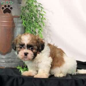 Rosa, Shih Tzu Puppy