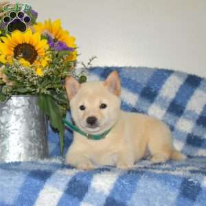 Rosa, Shiba Inu Puppy