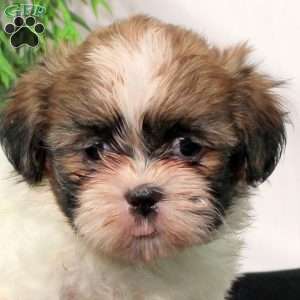 Rosa, Shih Tzu Puppy