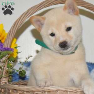 Rosa, Shiba Inu Puppy