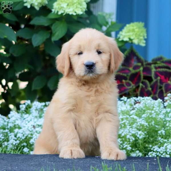 Rosa, Goldendoodle Puppy