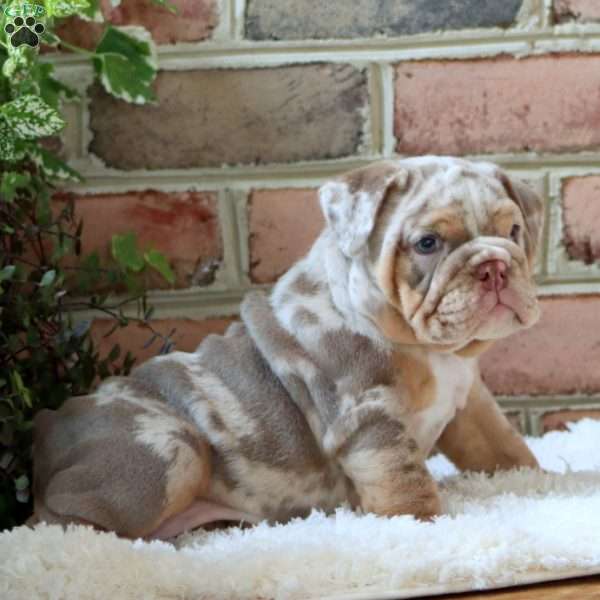 Rosa, English Bulldog Puppy