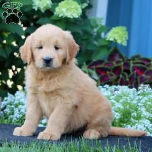 Rosa, Goldendoodle Puppy