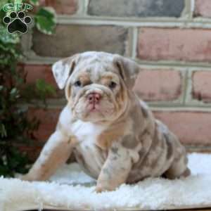 Rosa, English Bulldog Puppy