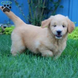 Rosa, Goldendoodle Puppy