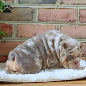 Rosa, English Bulldog Puppy