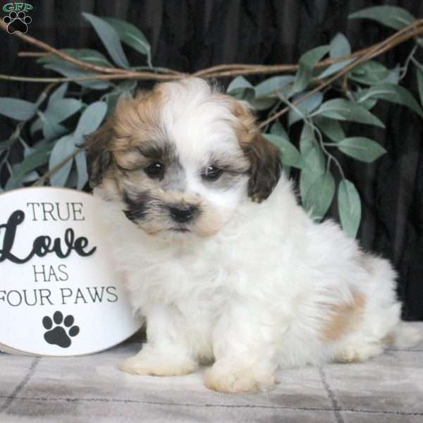Rosco, Teddy Bear Puppy