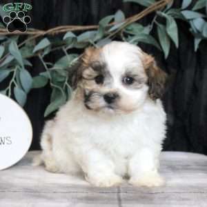 Rosco, Teddy Bear Puppy